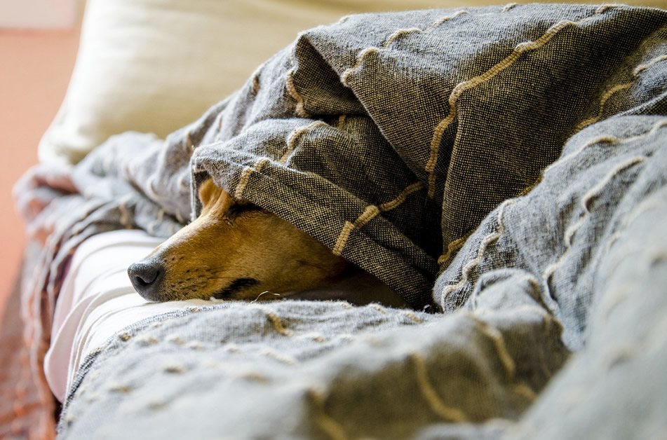 Consejos para cuidar a tu perro senior