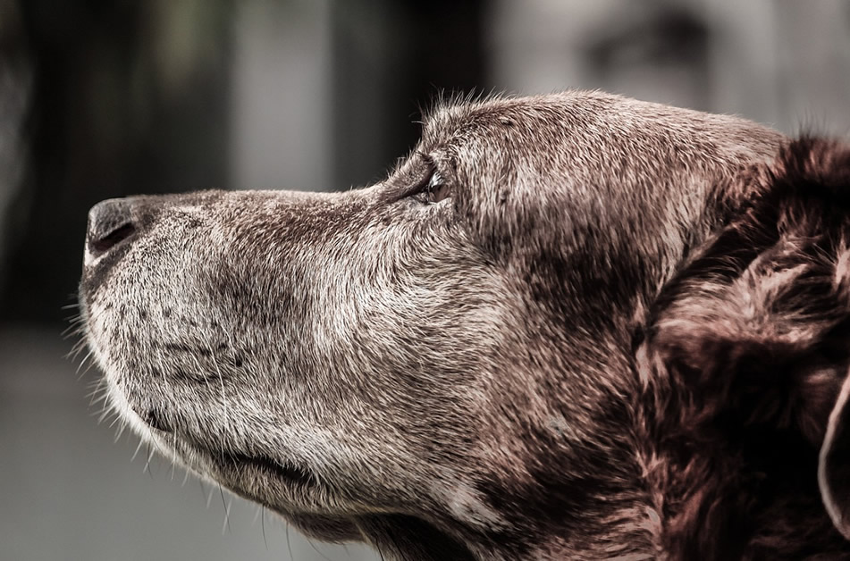 Disfuncion Cognitiva Perros