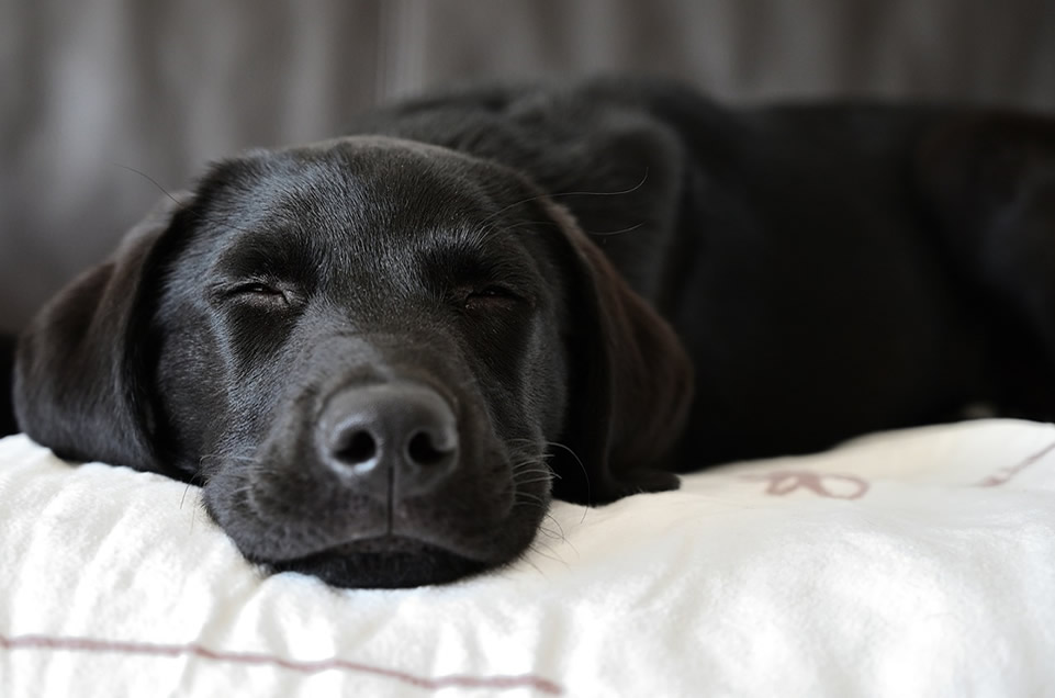 Mi perro se ha desmayado