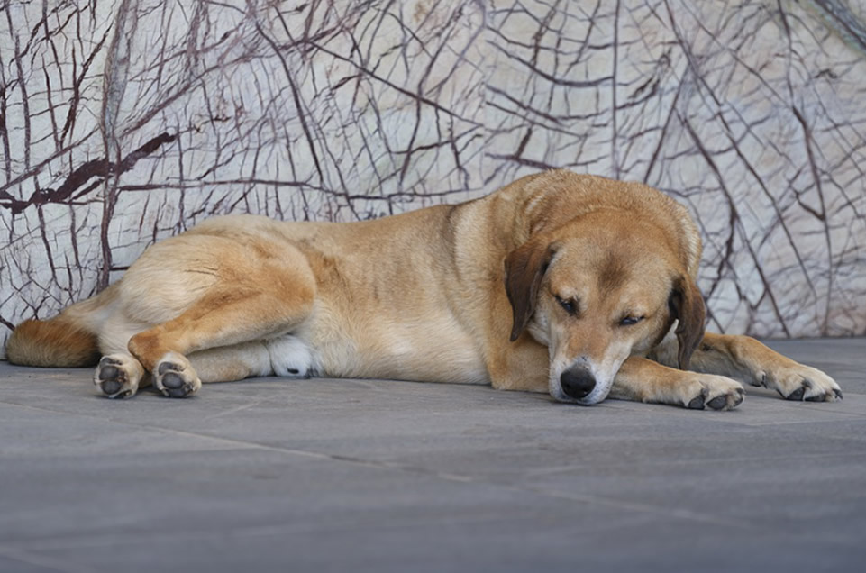 Mi perro no puede hacer caca