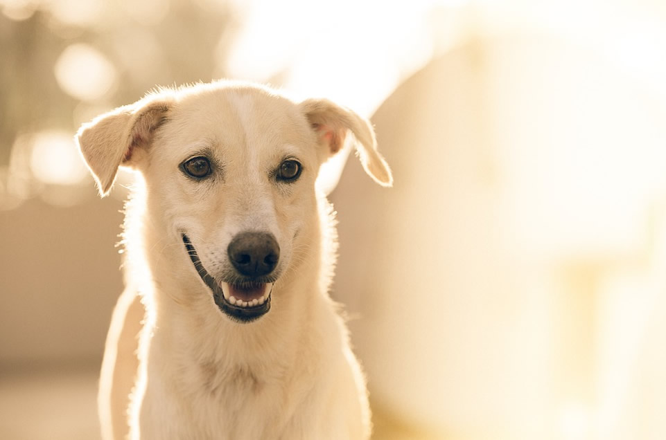 Derrame Pericardico en Perros