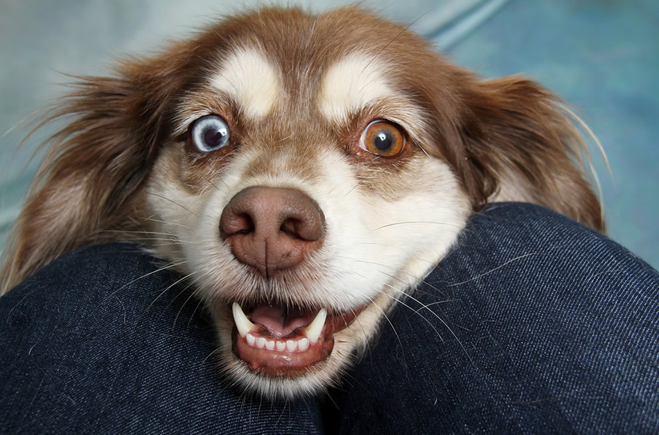 Los 5 problemas de salud mas comunes en perros
