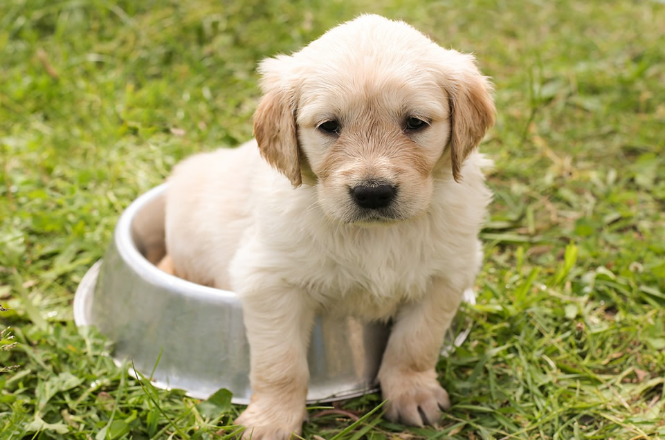 Labrador Retriever